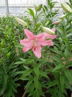 [4331 Maurena VZ No01.JPG]